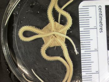 Media type: image; Invertebrate Zoology OPH-4455   Description: preserved specimen;